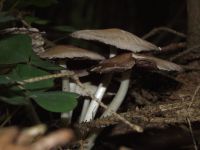 Behangener Faserling